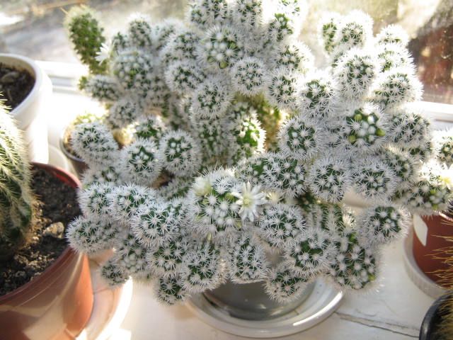 мини кактус маммилярия " Снег Аризоны"