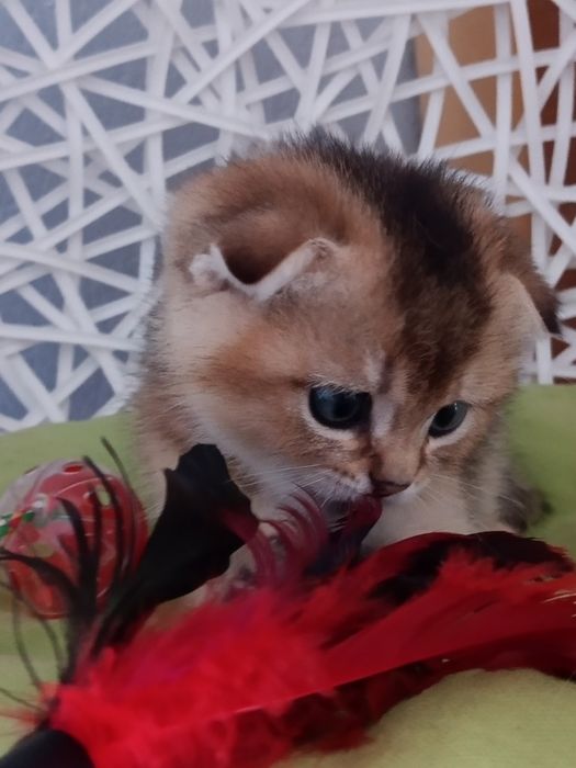Шотландські муркотуни