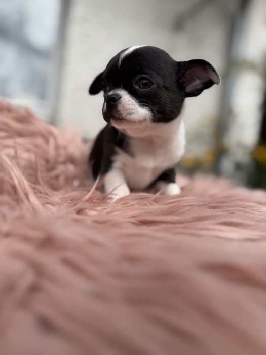 Chihuahua sunia Dodi krótkowłosa pieknosc