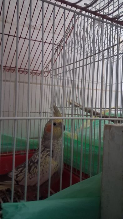 Ring Neck e 2 caturras