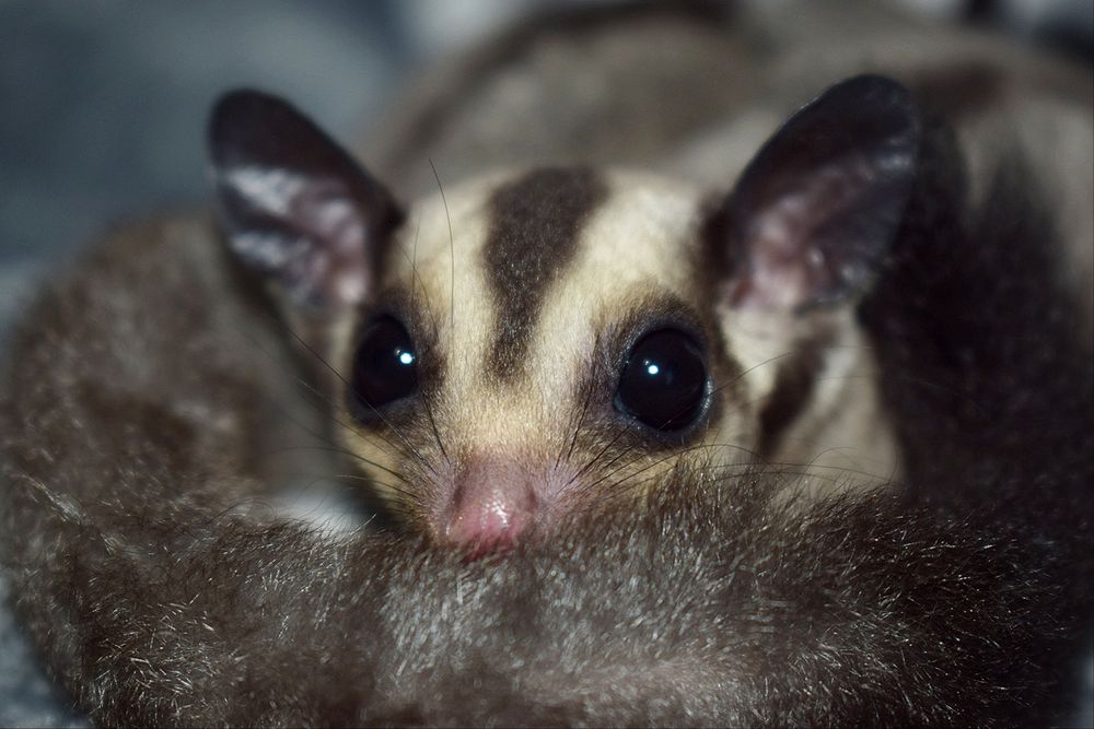 Lotopałank, lotopałanki, sugar glider SAMICZKA