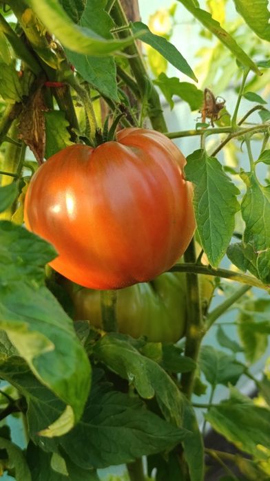 10 Odmian dla Pani Joanny