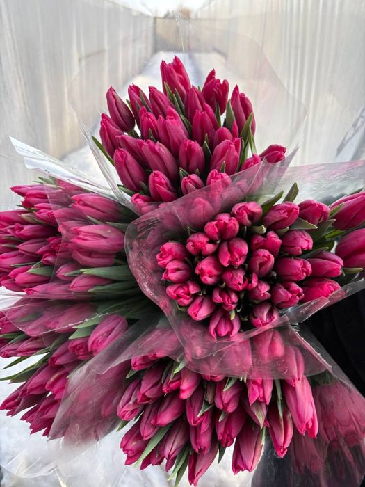 Квіти Тюльпани зріз опт