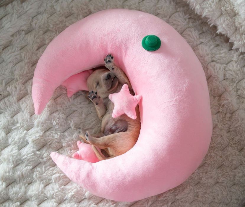 Złoty piesek Golden Retriever ZKwP FCI