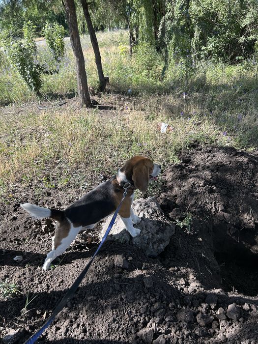 Собака породы Бигль