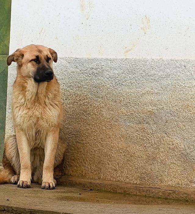 Caes para adoção Bragança