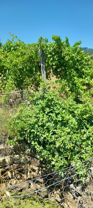 2 Terrenos nas divisas Espanha ,Portugal