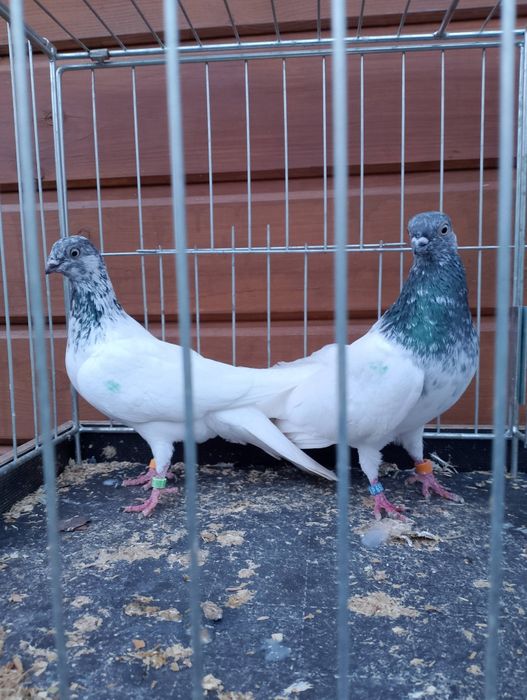 Budapeszty budapeszty