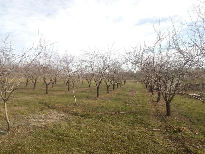 Miolo de amêndoa, de noz e MEL