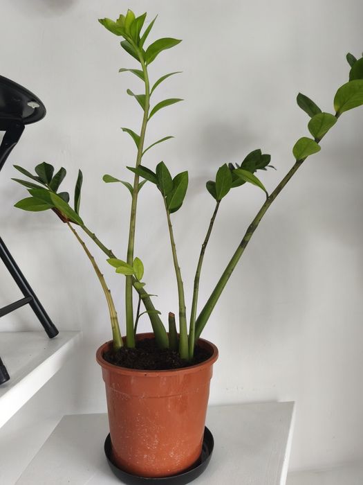 Oddam Zamiokulkasa