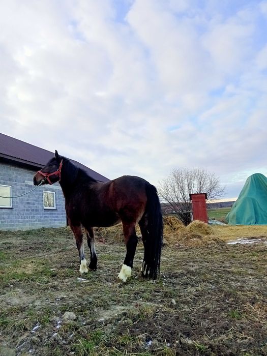 Witam sprzedam klacz