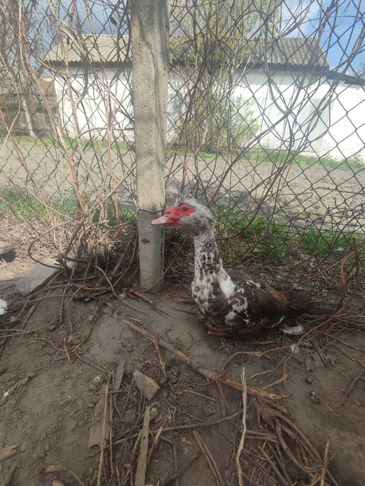 Мускусні важкої лінії.Ніжин.р-н.