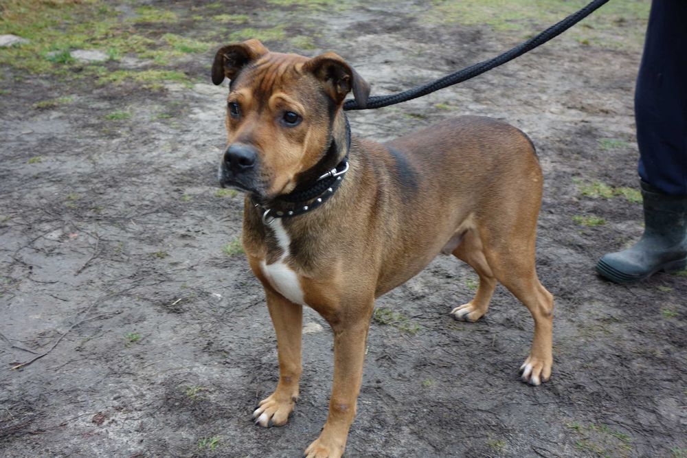 Boston czeka na fajny domek