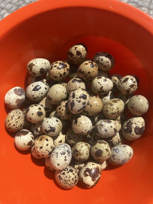 Ovos de codorniz