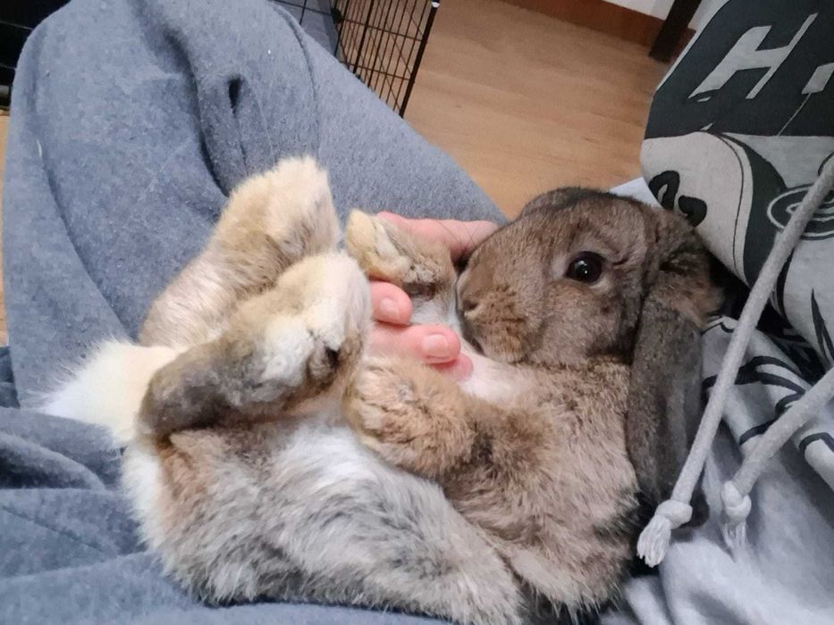 Animais/ Coelho anão