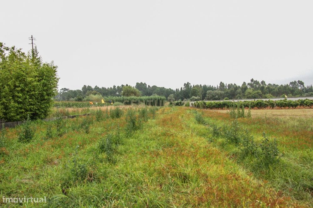 Terreno na Marinha da Guia com Viabilidade de Construção — Guia, Ilha E Mata Mourisca, Leiria