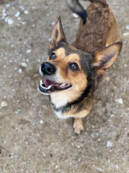 Psiak Tobi do adopcji