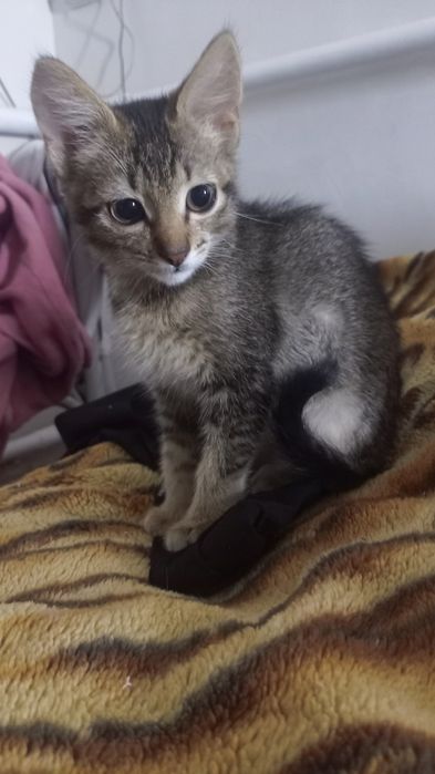 Отдам котят в хорошие руки!