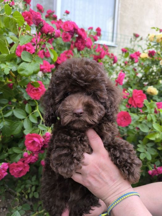 Дівчата і хлопчик чекає на Вас