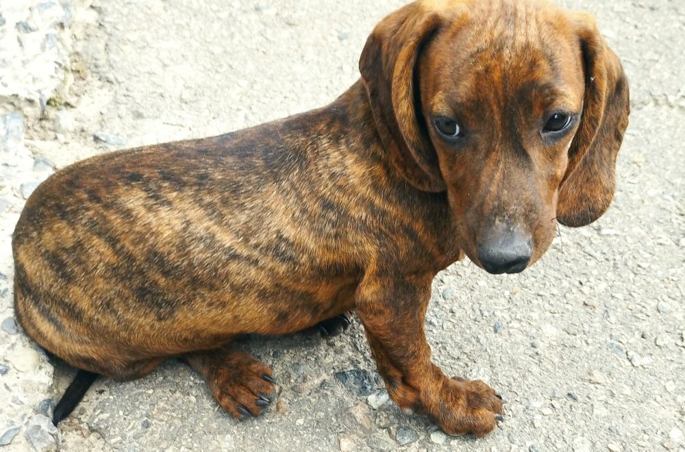 Тигровий хлопчик.