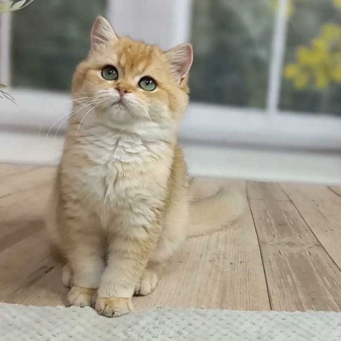 Британьский елітний хлопчик Бруно
