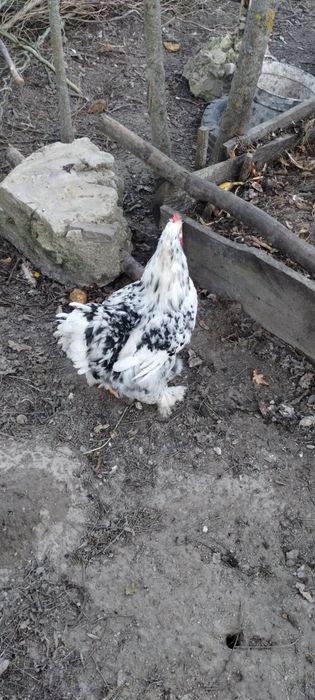 Jaja lęgowe kochin olbrzymi