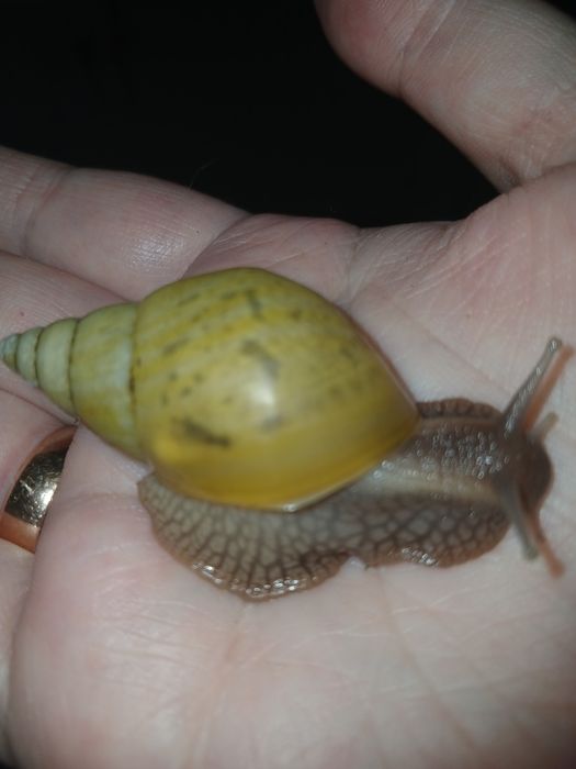 Продам косметичних равликів