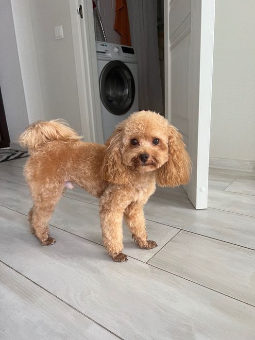 Вʼязка той пудель, міні, з документами