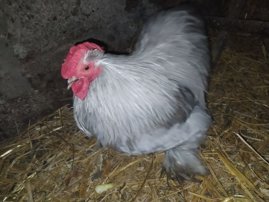 Kochin miniaturowy para