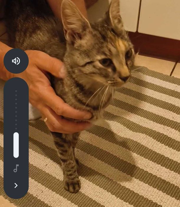 Młodziutka radosna kotka z FeLV do adopcji