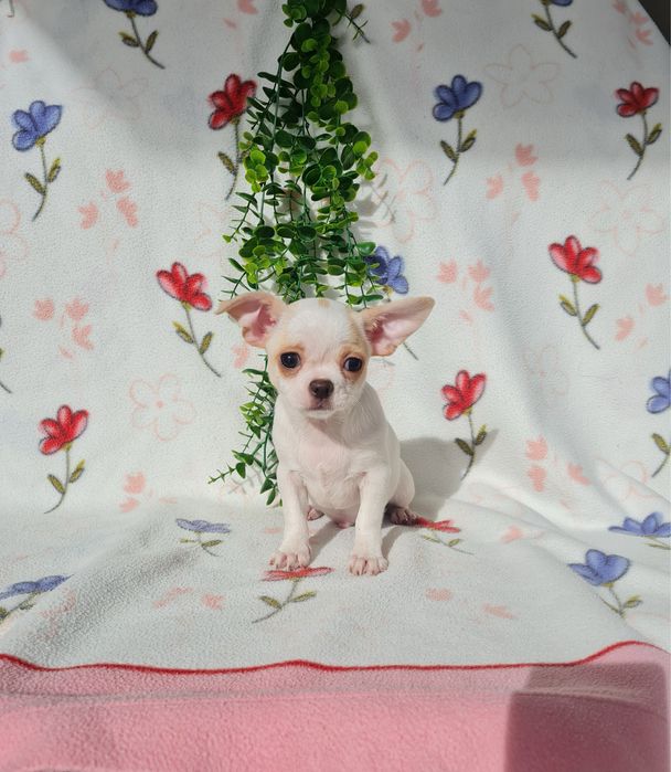 Estupendo menino mini Chihuahua Linhagem Russa de Qualidade