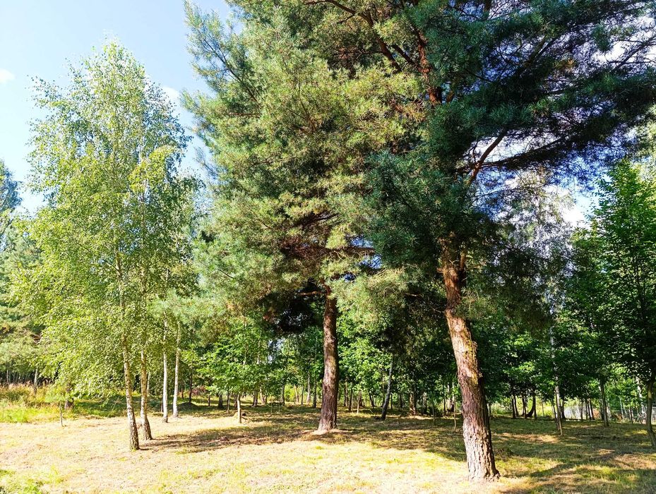 Zdjęcie 3