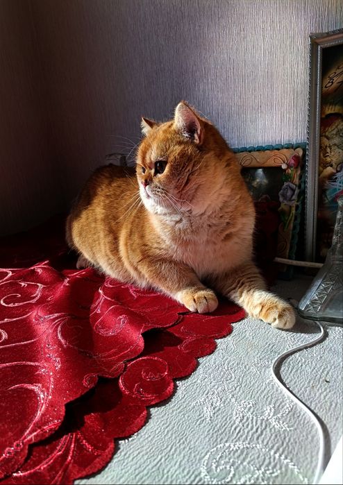 Котик подросток Британской Золотой