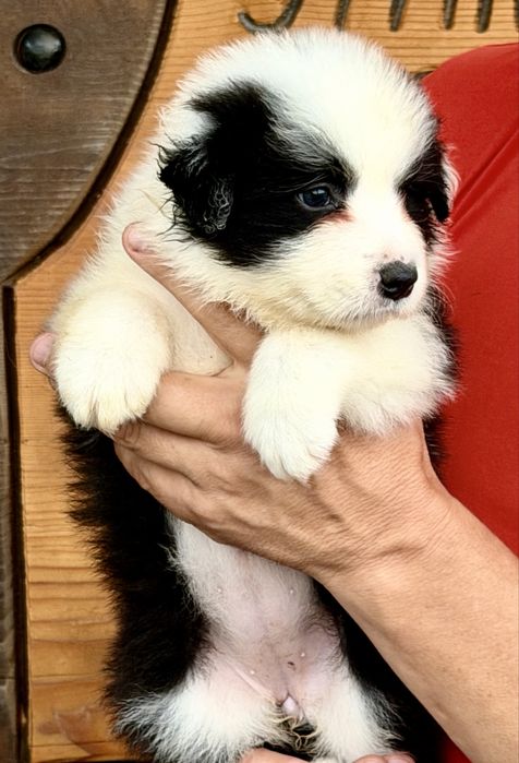 Border Collie  dziewczynka fci