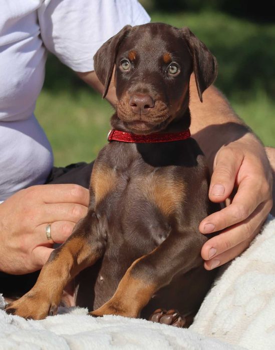 DOBERMAN zapowiedź miotu FCi