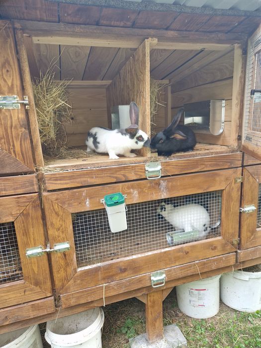 Klatki dla królików