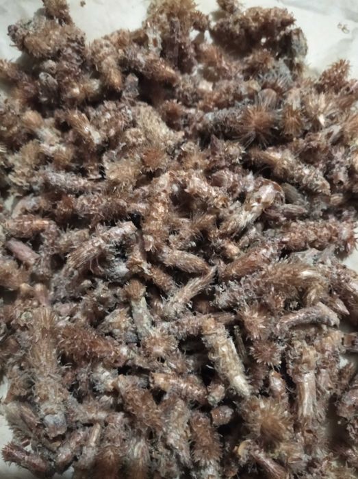 Продам бруньки сосни сушені