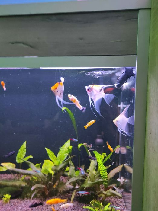 Akwarium 200l cały komplet