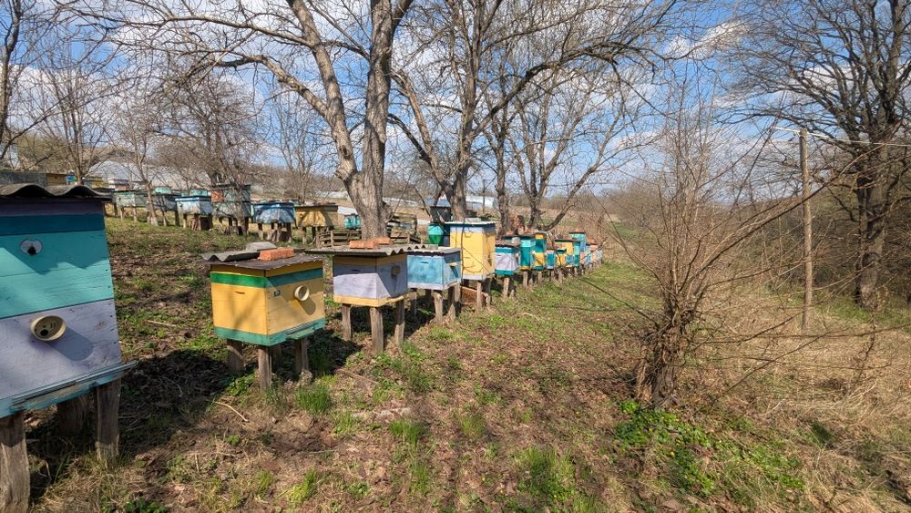Продам вулики ( пасіка )