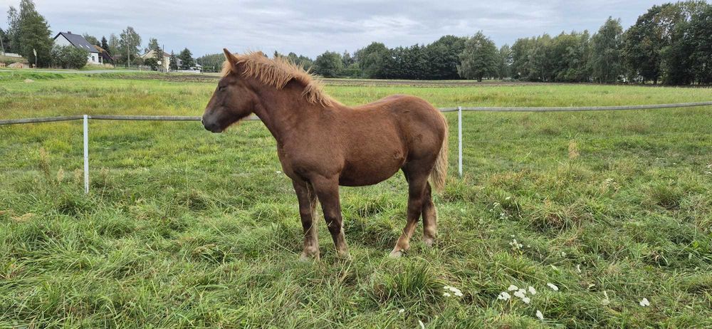 Ogierka rasy polski koń zimnokrwisty