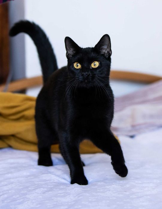 Kotka po przejściach szuka spokojnego domu