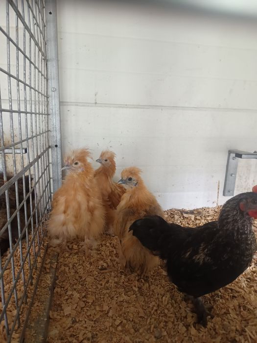 Sedosas variadas e galinhas frisadas