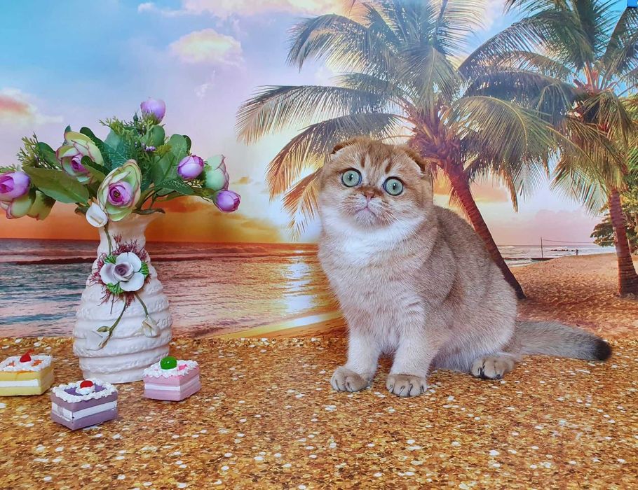 Милейшее создание, кошечка золотистого окраса