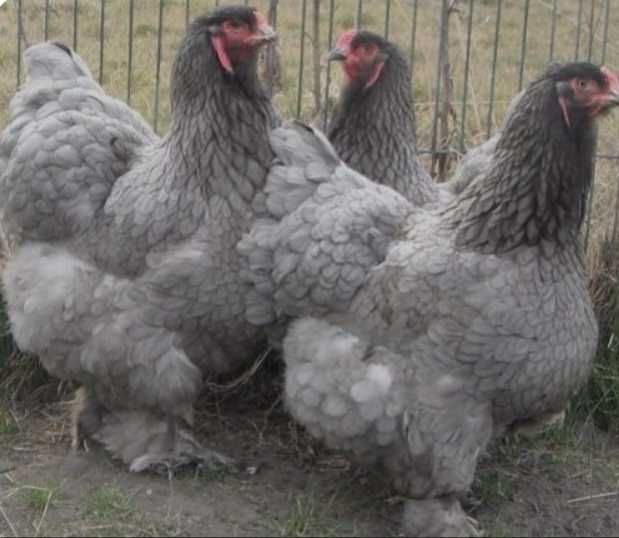Brahmas Criação Exclusiva - Brahma Bio Farm