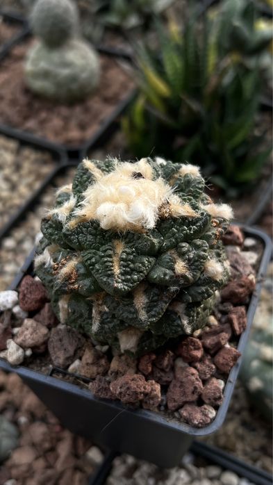 Ariocarpus Godzila