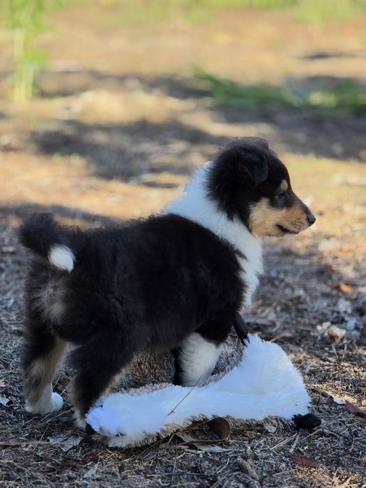 Lassie - Rough collie Maravilhosos