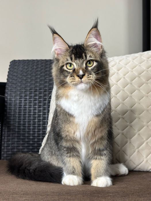 Ares-Kocurek Maine Coon