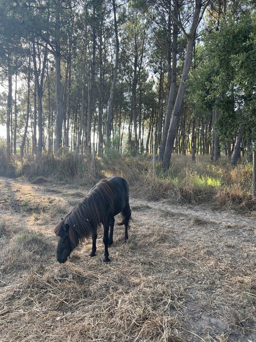 Ponei adulto atrelado e montado