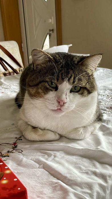 Gato adulto para adoção responsável