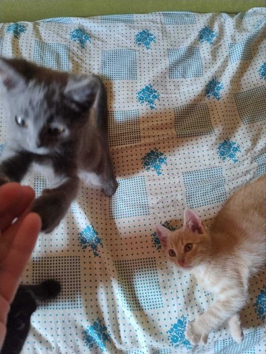 Віддам в добрі руки котиків